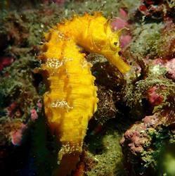 Dardanus S.l., Calahonda