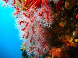 Dive Creus Sotamar S.l., Cadaqués