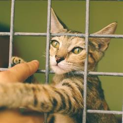Lliga per a la protecció d'animals i plantes de Barcelona