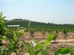 Bodegas Pascual Cabedo S.L., Pedralba
