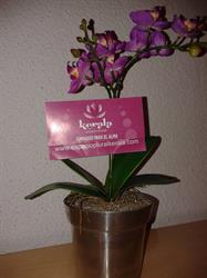 Espacio Plural Kerala, Madrid