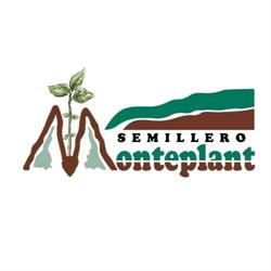 Semillero Monteplant, Vícar