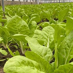 Verduras Curro, Villa del Prado