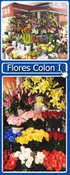 Flores Colón I, Madrid