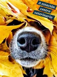 A Estacion Centro Veterinario Sl, Ourense