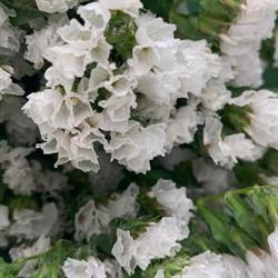 Siempreviva Floristeria S.l., Telde