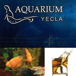 Aquarium Café, Yecla