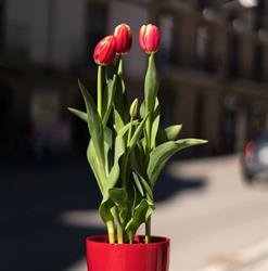 Floristería Plantaflor, Suria