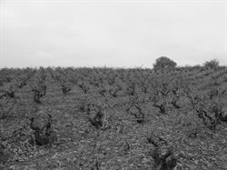 Bodegas y Viñedos Escudero S.L. - Ribera del Duero, Olmedillo de Roa