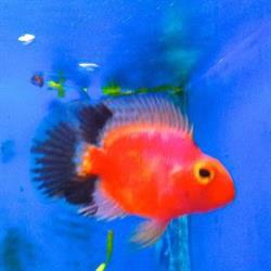 Acuario Costa Rica, Madrid