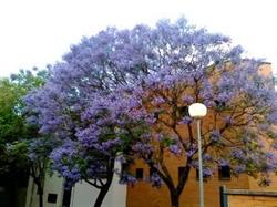 Instituto de Educacion Secundaria Jacarandá, Brenes