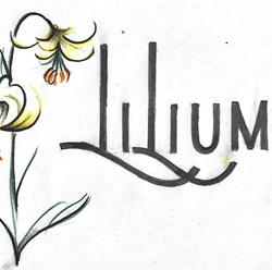 Restaurante Lilium, Jaca