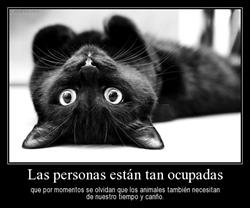 Clinica Veterinaria Cas Menescal, Marratxí
