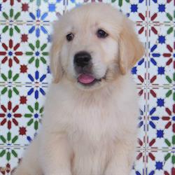 Criadero Canino Laurisilva, La Orotava