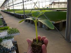 RiegoPlant Canarias, Las Palmas de Gran Canaria