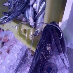 Pescaderia Amparo, Torrelavega
