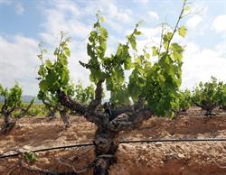 Bodegas de Familia Burgo Viejo S.L., Alfaro