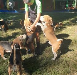 Beagles Dexaraiz, Jaraiz de la Vera