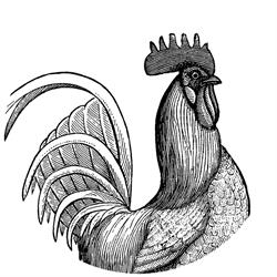 El Gallo, Toledo