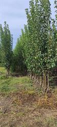 Vivers Moles, Balaguer