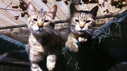 Associació Protectora D'animals i Plantes de Tarragona