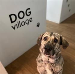 Dog Village Hotel Canino, La Gineta