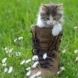 El Gato Con Botas, A Coruña