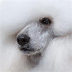 Estil Cani, Carcaixent