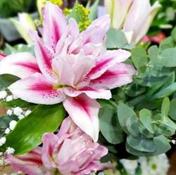 Floristería Zinnia- Pinto