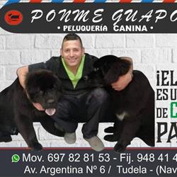 Peluqueria Ponme Guapo Canina, Tudela