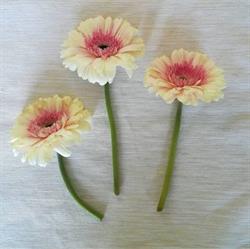 Flores con Rocío, Madrid
