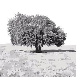 Carob, Marratxí