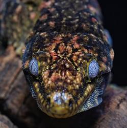 Harkito Reptile, Madrid