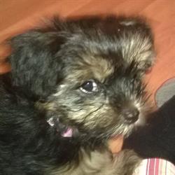 MIMOSOS, Girona