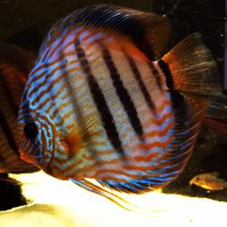 Peces Disco S.L., Madrid
