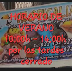 tropicalia, Elche