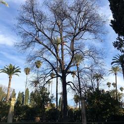 Andaluza de Arboricultura, Sevilla