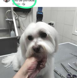 los baños de mara peluqueria canina en parla, Parla