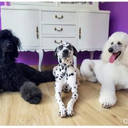 Canela Peluquería Canina, Lugo