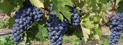 VINOMAR, Málaga