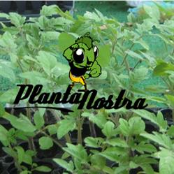Plantanostra growshop, Madrid