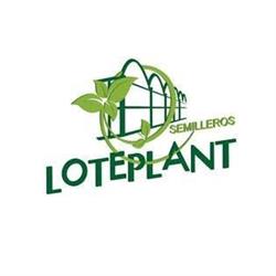 Semilleros Loteplant, El Ejido
