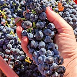 Bodegas Vertijana, Polícar