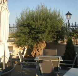 El Jardín del Olivo - Restaurante & Café, Valdeganga