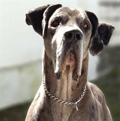 Clinica Veterinaria Dogos, Nueva Carteya