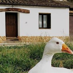 La Mimosa Casa Rural, Carcastillo