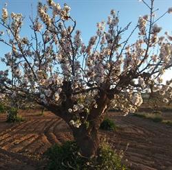 Asociación de Vecinos de La Aljorra
