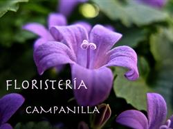 Floristería Campanilla, Madrid