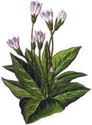 Herbolario Mandragora, Noia