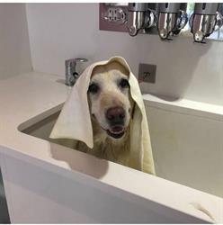 Peluqueria Canina Pelusa, Priego de Córdoba